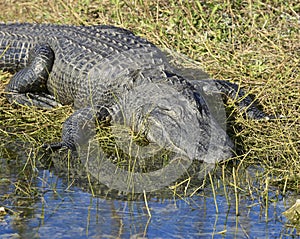 Alligator large eyes Everglades Florida