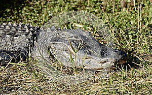 Alligator large eyes mouth teeth Everglades Florida