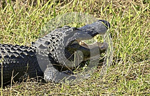 Alligator large mouth teeth Everglades Florida