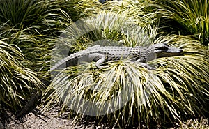 Aligátor je ležiaci na tráva posteľ v slnko 