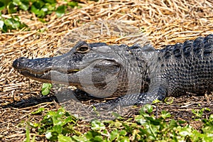 Alligator laying in the sun