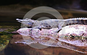 Alligator Laying with Water Reflection