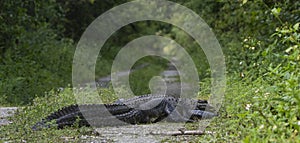 an alligator lays on the ground next to a gravel road