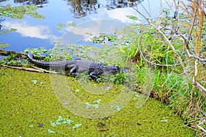 Alligator in Lettuce lake park