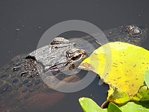 Alligator and lily pad