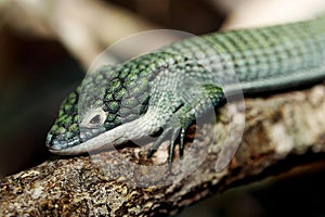 Alligator Lizard, abronia graminea, Adult Laying on Branch