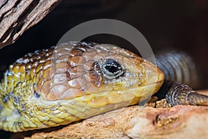 Alligator Lizzard Head