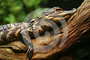 Alligator on Log