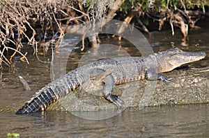 Alligator on log