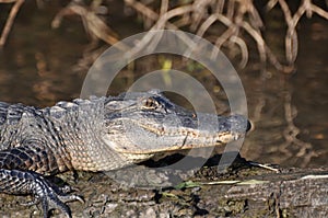 Alligator on log