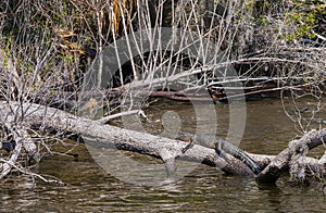 Alligator on log in Florida swamp