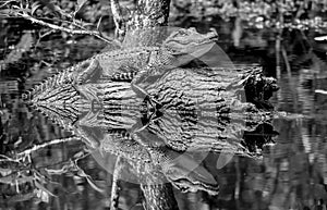 Alligator Log Reflection