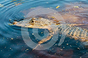 Alligator looking for prey in Louisiana bayou