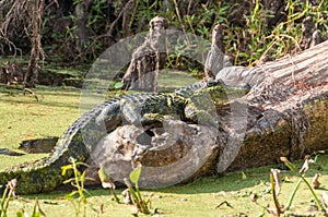 Alligator in the Louisiana Swamps