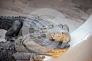 Alligator love in Everglades, Florida