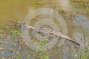 Alligator Lurking in a Bayou