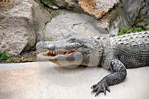 Alligator lurking in Everglades, Florida