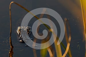 Alligator Lurking in the Grass