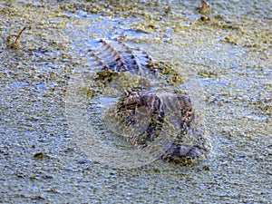 Alligator lurking in swamp water