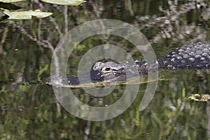 Alligator lurking in the water at Everglades National Park, Florida