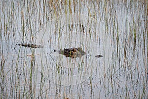 Alligator lurking in the water and grasses in the Everglades
