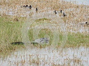 Alligator Lurking in Water near American Coots