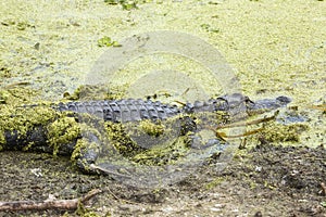 Alligator lying in pond weeds at Orlando Wetlands Park. photo