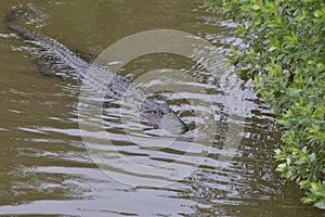 The Alligator makes a slow swim to the opposite bank