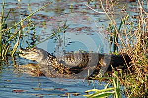 Alligator in marshland