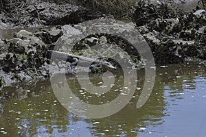 The alligator may spend the majority of the day sunning itself while keeping an eye out for prey