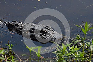 The alligator is a menacing looking reptile regardless of size