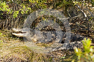Alligator, Merritt Island National Wildlife Refuge, Florida
