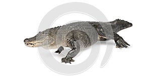 Alligator mississippiensis - (30 years)