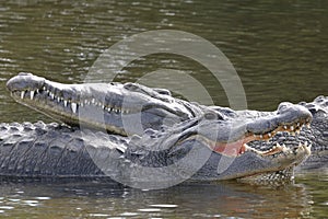 Alligator mississippiensis, american alligator