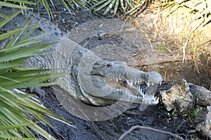 Alligator mississippiensis, american alligator