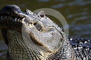 Alligator mississippiensis, american alligator