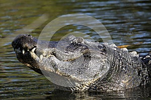 Alligator mississippiensis, american alligator