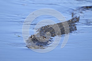 Alligator mississippiensis, american alligator