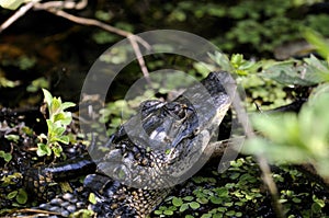 Alligator mississippiensis, american alligator