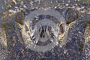 Alligator mississippiensis, american alligator