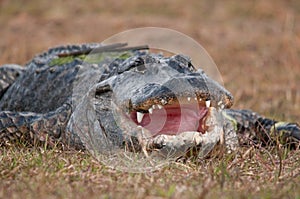 Alligator mouth