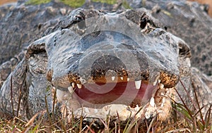 Alligator Mouth