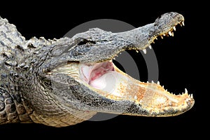 Alligator with Mouth Open