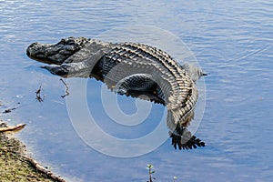 Alligator at Myaka River State Park Florida