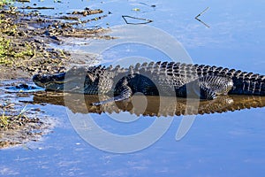 Alligator at Myaka River State Park Florida