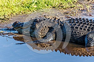 Alligator at Myaka River State Park Florida