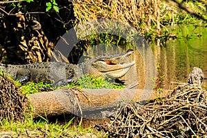 Alligator Myakka River State Park