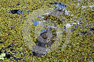 Alligator in natural habitat, the National Park Everglades wildlife, Miami, Florida, USA