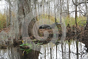 Alligator in Natural Habitat - Okefenokee Swamp