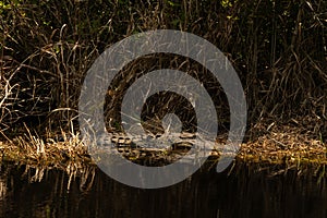 alligator in the Okefenokee National Wildlife Refuge in Georgia